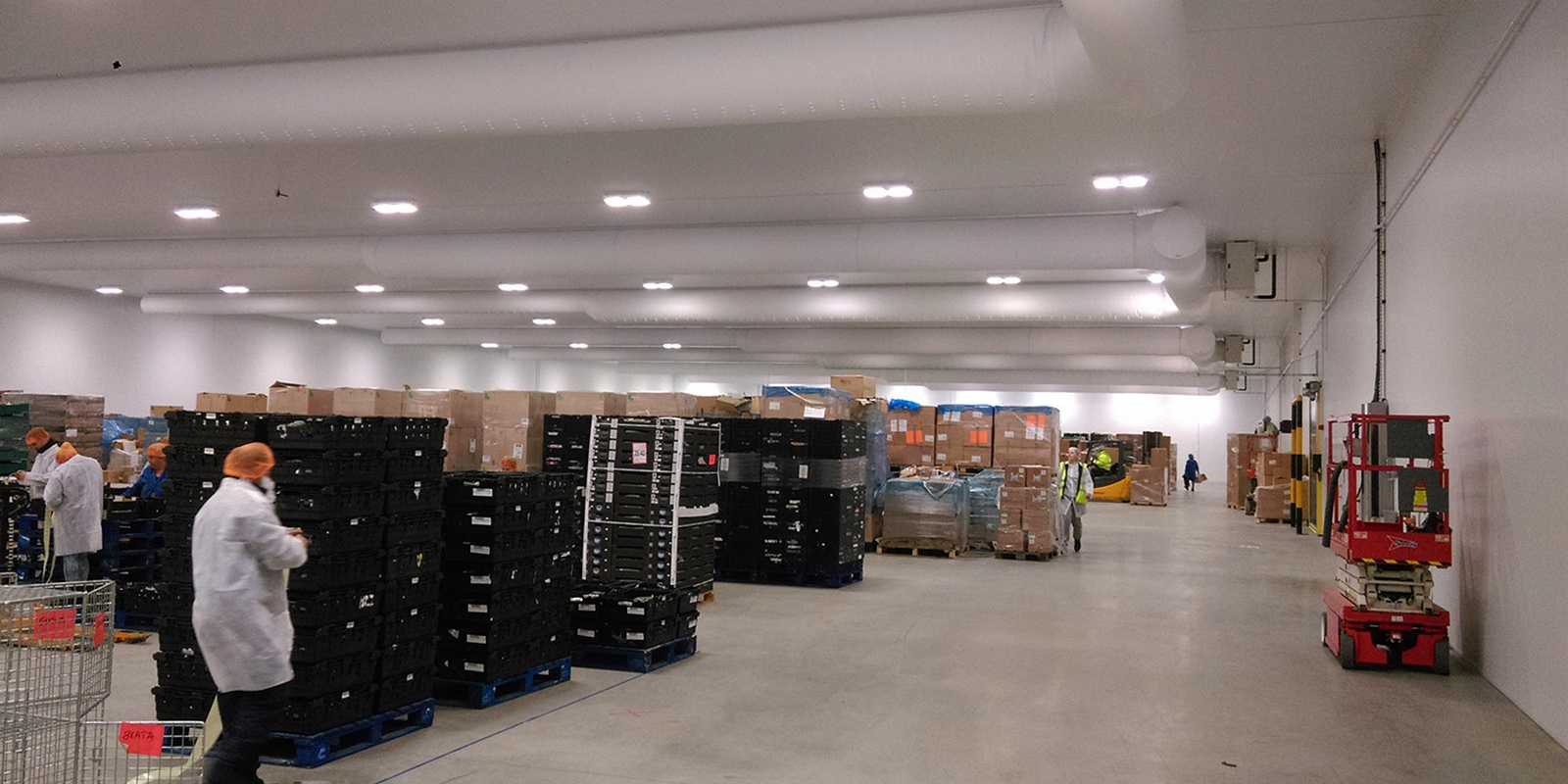 Fresh vegetables in Rayos packhouse